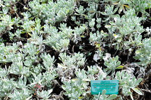 The label reads “Algodonera, Helichrysum gossypinum, Asteraceae”