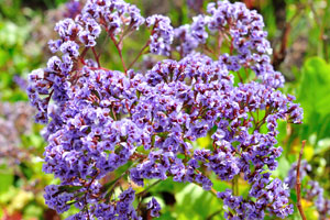 A huge blossom of tiny purple flowers