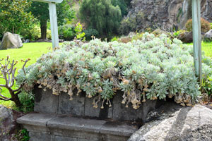 A stone bench is covered with green plants