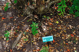 The label reads “Tecomaria capensis, Bignoniaceae”