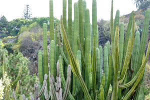 Pachycereus weberi is the tallest cactus in this group of cacti