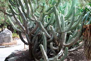 A large growing shrub of cereus