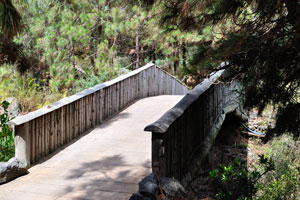 The Wooden bridge