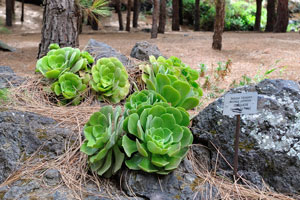 Aeonium palmense grows in the Pine Forest