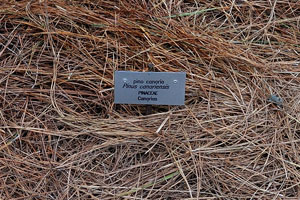 The label reads “Pino canario, Pinus canariensis, Pinaceae”
