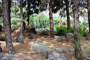Euphorbias and dragon trees as seen through the pines