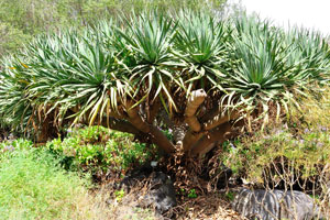 The low and wide dragon tree grows in the World Dragon Trees division