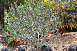 A small succulent tree grows in the Palmetum division