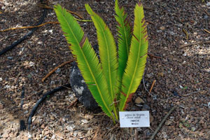Dioon edule, the chestnut dioon, is a cycad native to Mexico, also known as palma de Virginia