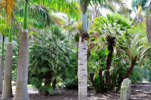 Royal palm trees