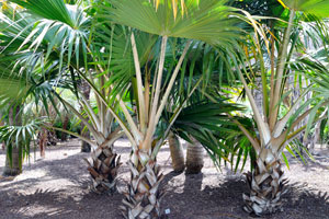 Latania aurea is a species of palm tree in the family Arecaceae