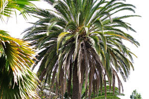 A huge palm tree