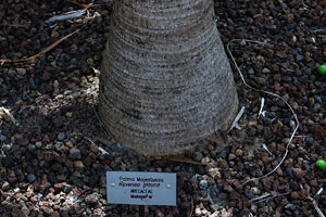 The label reads “Palma Majestuosa, Ravenea glauca, Arecaceae”