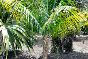 Ravenea glauca is a species of flowering plant in the Arecaceae family from Madagascar