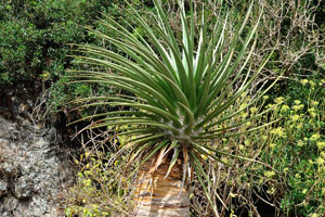 Dracaena tamaranae or drago from Gran Canaria, is a plant species endemic to the island of Gran Canaria
