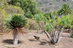 Different dracaenas grow in the World Dragon Trees division