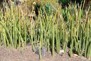 Sansevieria stuckyi is a member of the Asparagaceae family native to equatorial Africa