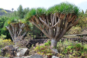 Dracaena draco is native to the Canary Islands
