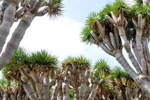Dracaena draco is a monocot with a tree-like growth habit currently placed in the asparagus family