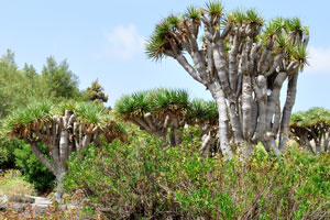 Dracaena draco grows slowly, requiring about ten years to reach 1.2 metres (4 ft) in height