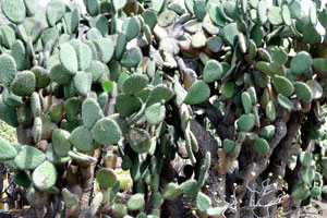 Opuntia hyptiacantha is a tree species