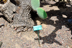 The label reads “Opuntia hyptiacantha”