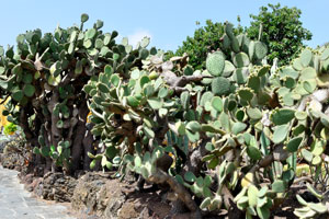 Opuntia hyptiacantha has formed a thicket