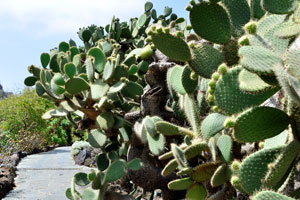 Opuntia hyptiacantha grows along the footpath to “Cactus and Succulent Garden” division