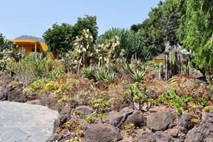 The Cactus and Succulent Garden as seen from the small square beside it