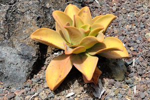 Aeonium nobile is a succulent, subtropical flowering plant in the family Crassulaceae