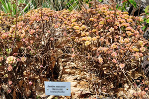 The label reads “Aeonium mascaense, Crassulaceae”