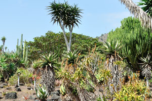 A group of aloe species is in the Cactus and Succulent Garden