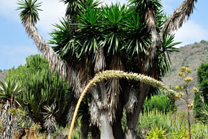 A wonderful dracaena is in the Cactus and Succulent Garden