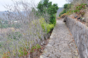 The stone footpath goes through leafless bushes