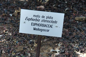 The label reads “Mato de plata, Euphorbia stenoclada, Euphorbiaceae”