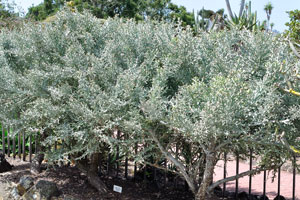 Euphorbia stenoclada grows in the Cactus and Succulent Garden