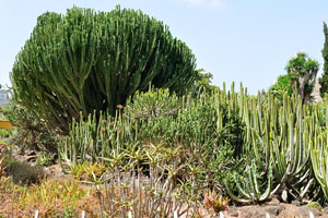An euphorbia tree grows in the Cactus and Succulent Garden