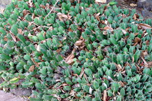 Euphorbia resinifera f. compacta
