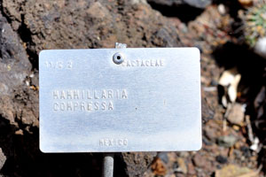 The label reads “Mammillaria compressa”