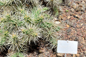 The label reads “Cylindropuntia tunicata”