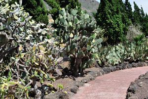 A winding footpath goes through the “Cactus and Succulent Garden” division