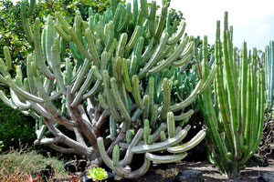 Euphorbias with thick trunks