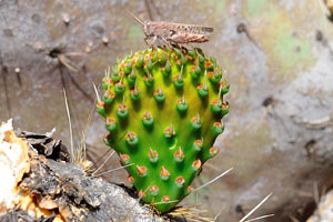 A grasshopper is sitting on the opuntia