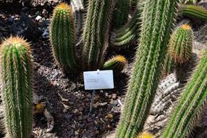 The label reads “Echinopsis spachiana”