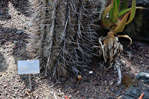 The label reads “Echinopsis atacamensis pasacana”