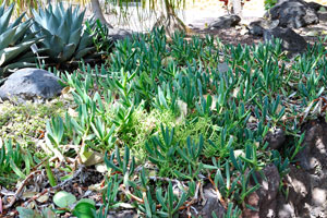 Carpobrotus acinaciformis is a succulent perennial of the family Aizoaceae, native to South Africa