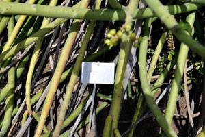 The label reads “Euphorbia dregeana, Namibia”