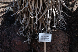 The label reads “Aloe mutabilis, Asphodelaceae”