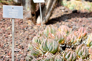 The label reads “Aloe humilis, Asphodelaceae”