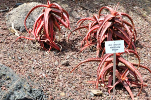 Aloe cameronii is a species of the Aloe genus indigenous to Malawi and Zimbabwe